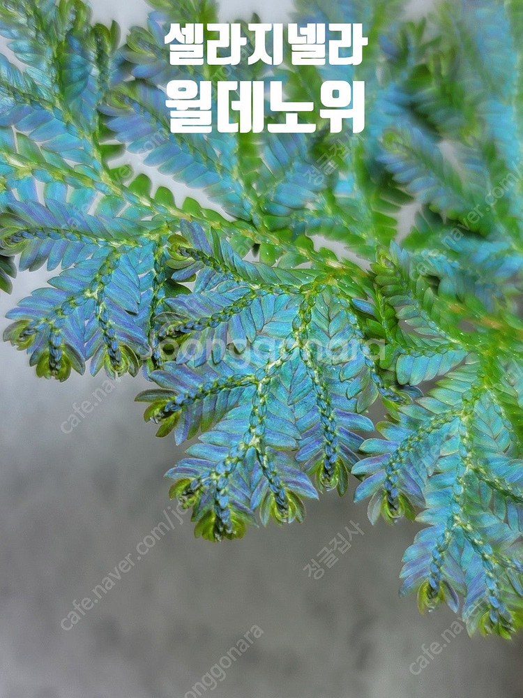 테라리움 비바리움 팔루다리움 정글식물 벌레잡이제비꽃 프리뮬리플로라 제주애기모람 바리에가타 신테니시 식충식물 아프리카...--4